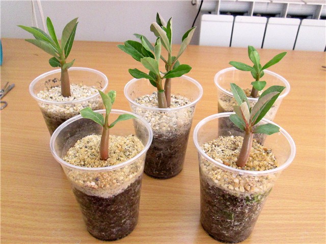 adenium swazicum